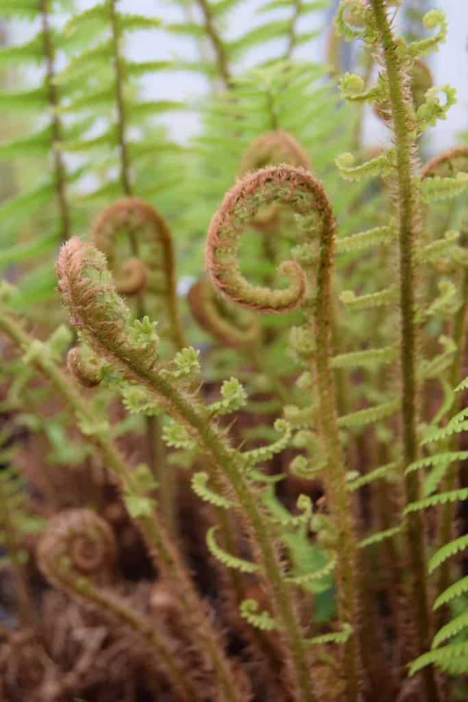 Dryopteris affinis ---